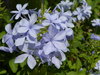 The blue flower