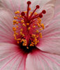 hibiscus centre