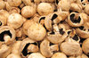 mushroom pack