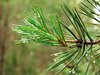 Pine tree