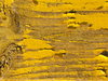 Yellow wooden texture