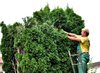 Gardener at work