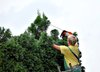 Gardener at work