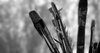 Brushes