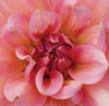 Pink Chrysanthemum