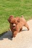 running dog