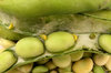 broad beans