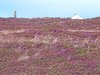 St Agnes Heather