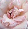 pink tinge