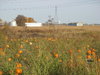 Pumpkin Patch