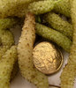 white mulberries