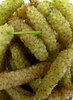 white mulberries