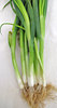 spring onions