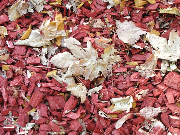 autumn leafs: no description