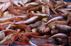 Fish market