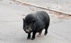 Black pig standing on the asph