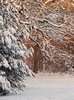 Snowy forest