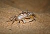Crab