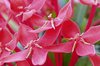 Red flower