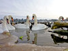 Swans And Ice 2