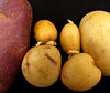 potato family