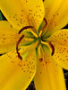 Asiatic lily