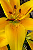 Asiatic lily