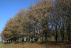 Winter tree screen