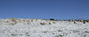 Sheep in winter