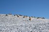 Sheep in winter