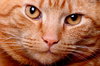 Cat close-up