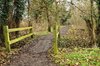 Woodland path