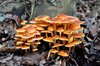 Toadstool