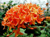 orange clusters