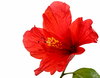 Red Hibiscus