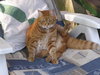 Lazy cat