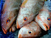 at the fish market