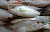 at the fish market