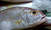 at the fish market
