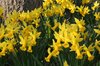 Daffodils