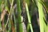Pair of dragonflies