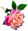 Pink Rose