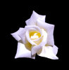 White Rose on Black