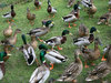 Dozens of ducks