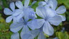 Blue flower