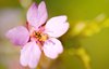 Pink soft blossom