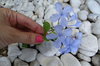 Blue flower: delicacy