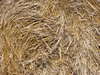 Hay