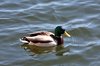 Lake ducks 5