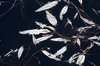 Floating leaves 2